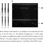 Figure 4. Testing of seed material. A, an example of test strips after use in testing (I, the control zone; II, the test zone); 1–3, the numbers of samples are 4, 5 and 6, respectively. B, electrophoretic analysis of amplification products with ECA1f/ECA2r primers; M, GeneRuler™ from 100‒1000 bp; 1‒30, potato samples; К-1, DNA from the tuber extract of healthy plants; К-2, DNA from the leaf extract of healthy plants; К+, total DNA of the Pa18077 strain.
