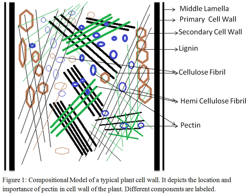 Biological Function S And Application S Of Pectin And Pectin Biological Function S And Application S Of Pectin And Pectin