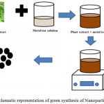 Figure 1: Schematic representation of green synthesis of Nanoparticles.