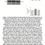 Figure 2:. Immunoblotting and Bar graph showing expression pattern of PCBP1 and 2 in RD, HeLa, A375 cells.