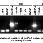 Figure 5: Evaluation of sensitivity of the PCR mixture and conditions in detecting Xoc cells.
