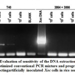 Figure 6: Evaluation of sensitivity of the DNA extraction protocol and optimized conventional PCR mixture and program in detecting artificially inoculated Xoc cells in rice seeds.