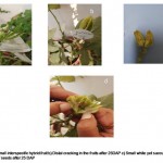 Figure 2: (a to d):a) Small interspecific hybrid fruit b) Distal cracking in the fruits after 25 DAP c)Small white yet succulent seeds after 15 DAP d)Degeneration of seeds after 25 DAP
