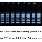 Figure 1: Electrophoretic banding pattern of RAPD marker OPA-05 amplified with 15 S. asoca genotypes