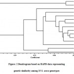 Figure: 2 Dendrogram based on RAPD data representing genetic similarity among 15 S. asoca genotypes