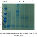 Figure 2: Protein identification  using SDS electrophoresis analysis  of four  development stages of Ae. aegypti.