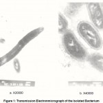 Figure 1: Transmission Electronmicrograph of the Isolated Bacterium