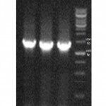 Figure 1. 16s rRNA PCR product. Typical PCR products of wild type S. zooepidemicuswith sizes of approximately 1300 bp amplified using the 16s rRNA- oligonucleotide primers. All lanes in the electrophoresis pattern indicates the different wild type S. zooepidemicus colonies.