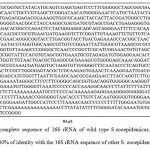 Figure2. The complete sequence of 16S rRNA of wild type S.zooepidemicus. The sequence indicates over 80% of identity with the 16S rRNA sequence of other S. zooepidemicus strains.