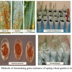 Figure 1. Methods of determining germ resistance of spring-wheat grades to leaf rust