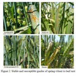 Figure 2. Stable and susceptible grades of spring-wheat to leaf rust