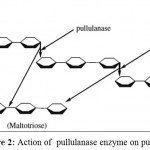 Figure 2: Action of pullulanase enzyme on pullulan