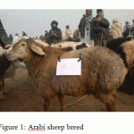 Figure 1: Arabi sheep breed