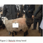 Figure 2: Baluchi sheep breed