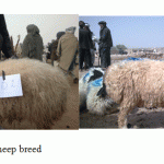 Figure 3: Gadik sheep breed