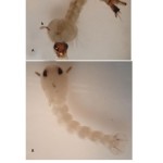 Figure 1: Abnormalities in the developmental stages of C. pipiens after treatment with  Neem oil or Dudim. A- Larval – pupal  intermediate showing larval siphon (a) and pupal trumpets(b); B- Unmelaninized pupa (albino pupa).