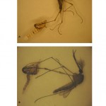Figure 2: Adults of C. pipiens (A, female; B, male﴿ failed to emerge from the pupal skins after larval treatments with Neem oil or Dudim.