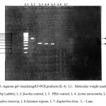 Figure 1: RT-PCR for induction of cytokines IL-4.