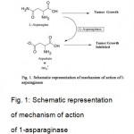 Figure 1: Schematic representation of mechanism of action of 1-asparaginase.