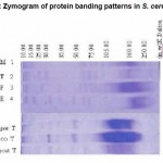 Figure 3: Zymogram of protein banding patterns in S. cerevisiae.