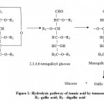 Figure 1: Hydrolytic Pathway of tannic acid by tannase (Albertse et al., 2002).