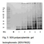 Figure 7: SDS-polyacrylamide gel lectrophoresis (SDS-PAGE).