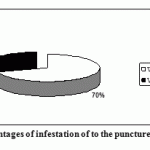 Figure 7: Percentages of infestation of to the punctures.