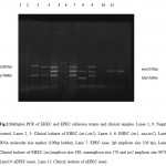Fig.2.Multiplex PCR of EHEC and EPEC reference strains and clinical samples. Lanes 1, 9: Negative control, Lanes 2, 3: Clinical isolates of EHEC (stx1,stx2), Lanes 4, 6: EHEC (stx1, eae,stx2), Lane 5: DNA molecular size marker (100bp ladder), Lane 7: EPEC (eae, bfp amplicon size 326 bp), Lane 8: Clinical isolates of EHEC (stx1amplicon size 388, eaeamplicon size 570 and stx2 amplicon size 807bp), Lane10: aEPEC (eae), Lane 11: Clinical isolates of aEPEC (eae).