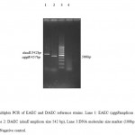 Fig.3.Multiplex PCR of EAEC and DAEC reference strains. Lane 1: EAEC (aggRamplicon size 457 bp), Lane 2: DAEC (daaE amplicon size 542 bp), Lane 3:DNA molecular size marker (100bp ladder), Lane 4: Negative control.