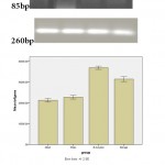 Figure 1(b): RT-PCR analysis of the TNF-α expression in sham and treatment groups.