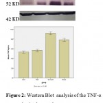 Figure 2: Western Blot analysis of the TNF-α expression in sham and treatment groups 