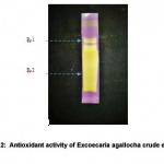Figure 2: Antioxidant activity of Excoecaria agallocha crude extract