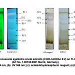 Figure 4: TLC fingerprinting of Excoecaria agallocha crude extracts (CHCL3-EtOAc 8:2) on TLC silica gel kiesel gel 60 F254 (Art No. 1.05735.0001 Merck, Germany) (a): UV 254 nm; (b): UV 366 nm; (c): anisaldehyde/sulphuric reagent; (e):Iodide
