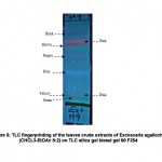 Figure 5: TLC fingerprinting of the leaves crude extracts of Excoecaria agallocha (CHCL3-EtOAc 8:2) on TLC silica gel kiesel gel 60 F254