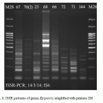 Fig. 1. ISSR patterns of genus Epipactis amplified with primers IS6