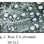 Figure 2: Root, T. S. of control. 