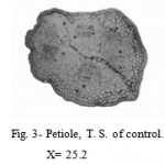 Figure 3: Petiole, T. S. of control.