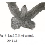Figure 4: Leaf, T. S. of control.