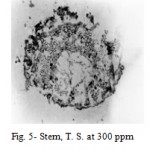 Figure 5: Stem, T. S. at 300 ppm.