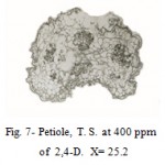 Figure 7: Petiole, T. S. at 400 ppm.