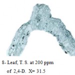 Figure 8: Leaf, T. S. at 200 ppm.
