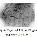 Figure 4: Hypocotyl, T. S.  at 500 ppm of glyphosate. X = 20.16.