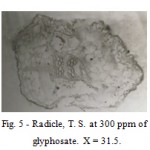 Figure 5: Radicle, T. S. at 300 ppm of glyphosate.  X = 31.5.