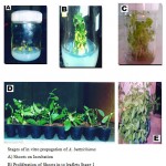 Figure 2: of Stages of in vitro propagation of A. bettzichiana.