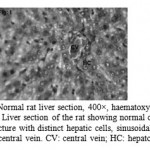 Figure 1: Normal rat liver section, 400×, haematoxylin–eosin stain. Liver section of the rat showing normal cellular architecture with distinct hepatic cells, sinusoidal spaces and central vein. CV: central vein; HC: hepatocyte.