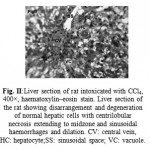 Figure 2: Liver section of rat intoxicated with CCl4, 400×, haematoxylin–eosin stain. Liver section of the rat showing disarrangement and degeneration of normal hepatic cells with centrilobular necrosis extending to midzone and sinusoidal haemorrhages and dilation. CV: central vein, HC: hepatocyte;SS: sinusoidal space; VC: vacuole.