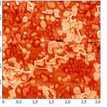 Fig 8(b) The AFM image of the lipid layer DPPC mode topography after interaction with binase (50 µg/ml).