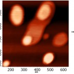 Figure 9(a): Enlarged AFM images of lipid layers DPTC in mode of topography (a) before interaction with binase (50 µg/ml).