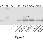 Figure 3: Western analysis of A27L protein synthesized in a wheat germ cell-free system through translation of mRNAs with different 5ʹ-UTRs.
