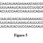 Figure 5: Sequences of the PVY 5ʹ UTRs used for expression of the uidA gene in cell free system. PVY-STOP – insertion of the in frame stop codon into PVY 5ʹ UTR upstream of the initiating AUG codon.